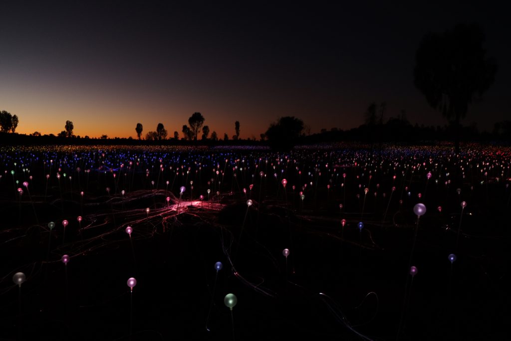 Field of light à 6 h du matin - Uluru