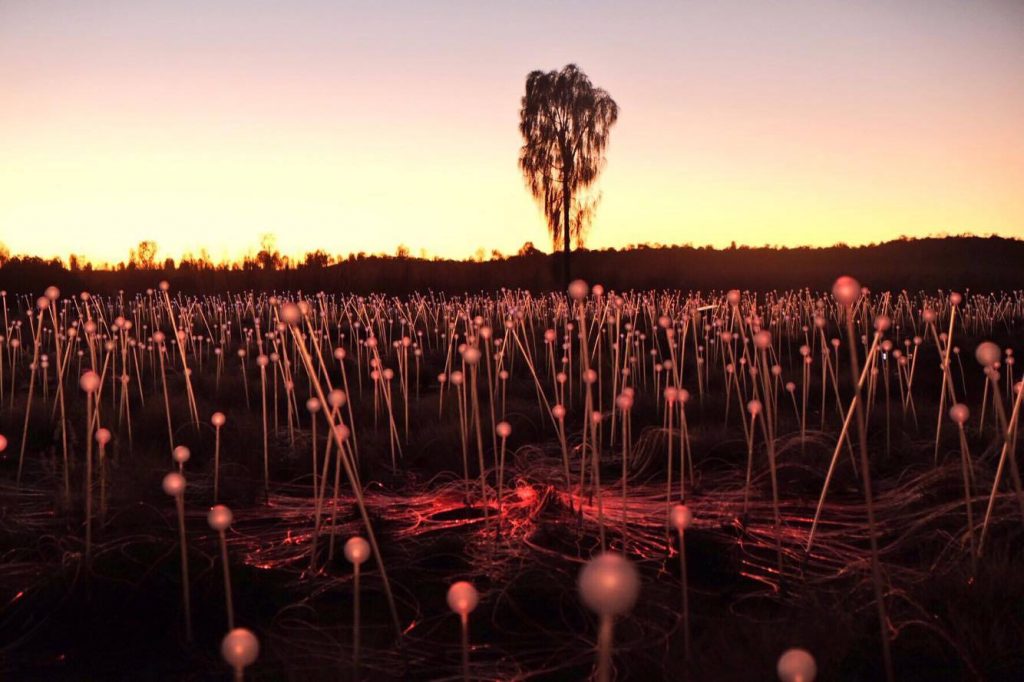 field of lighs uluru australie