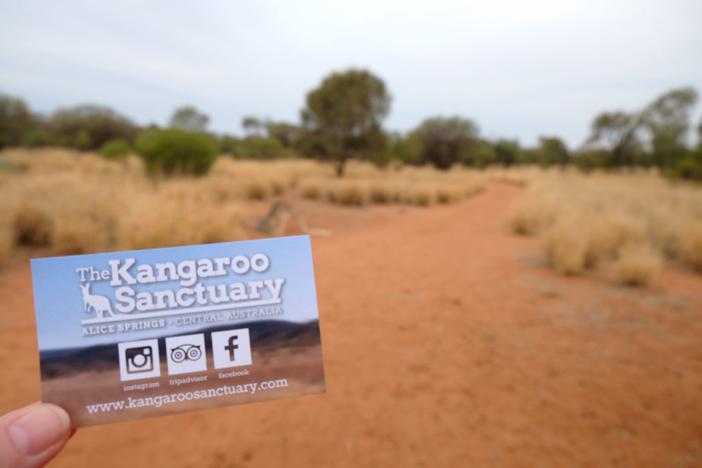sanctuaire kangourous alice springs