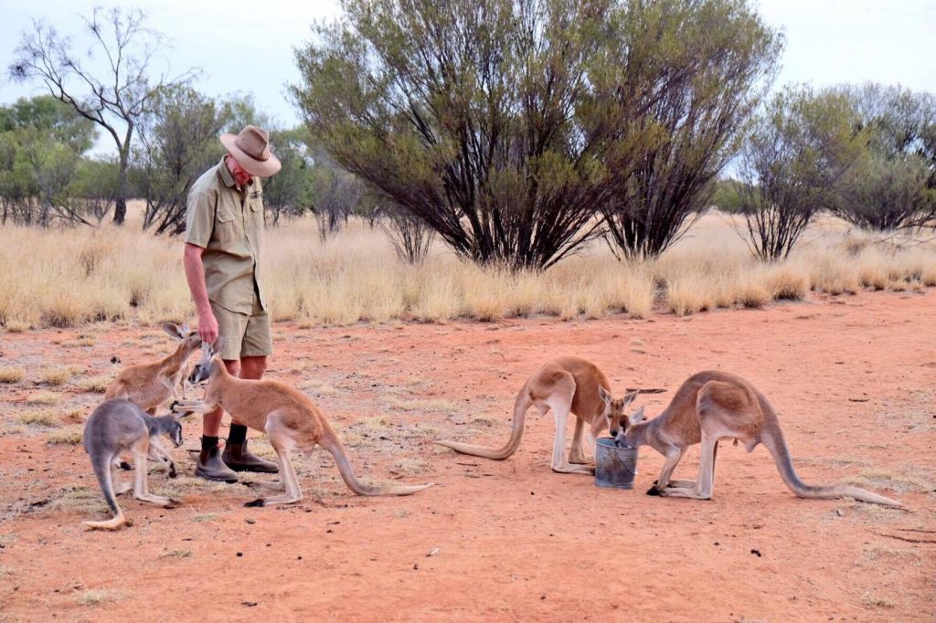 sanctuaire kangourous alice springs 3